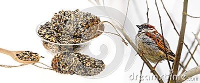 Feeders for birds from seeds Stock Photo