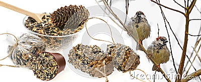 Feeders for birds from seeds and sparows Stock Photo
