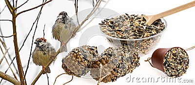 Feeders for birds from seeds and sparows Stock Photo