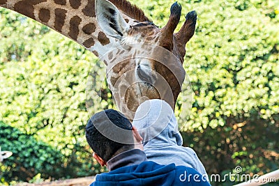 Feeding African giraffe Giraffa camelopardalis in a zoo, an African even-toed ungulate mammal, the tallest living terrestrial Editorial Stock Photo