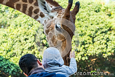 Feeding African giraffe Giraffa camelopardalis in a zoo, an African even-toed ungulate mammal, the tallest living terrestrial Editorial Stock Photo