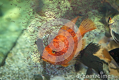 Feeding aquarium fish Stock Photo