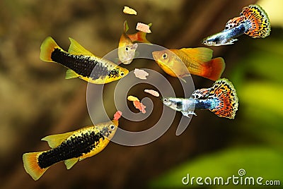 Feeding aquarium fish eating flake food swarm feeding tetra aquarium fish Stock Photo