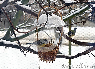 Feeding birds great tit ( Parus major ) in winter in feeder for bird in snowy garden Stock Photo
