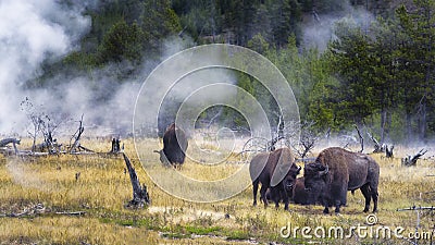 Feeding Bison in Yellowstone's Geyser Basin Stock Photo