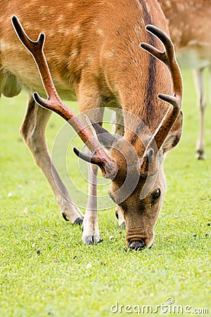 Feeding buck Stock Photo
