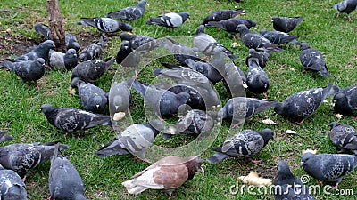 Pigeons Eat Bread Crumbs and Food on the Banks of the River. Stock Footage  - Video of outdoor, feather: 186008482
