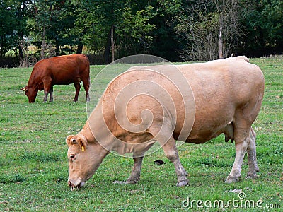 Feeding cows Stock Photo