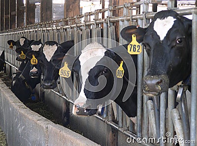 Feeding Cows Stock Photo