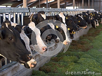 Feeding Cows in Stable Stock Photo