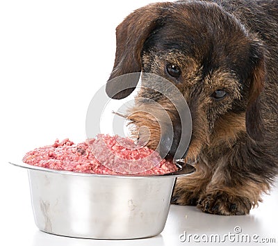 Feeding the dog raw food Stock Photo