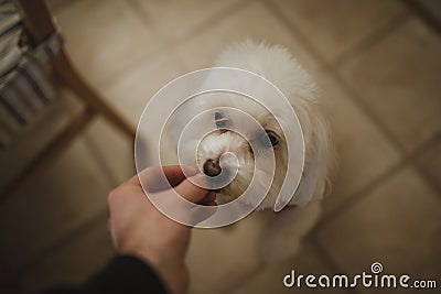 Feeding Dog A Treat Stock Photo