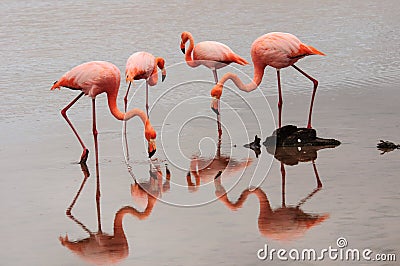 Feeding Flamingos Stock Photo