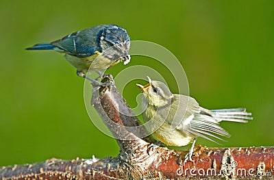 Feeding a fledgling Blue tit. Stock Photo