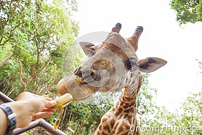 Feeding food to giraffe Stock Photo
