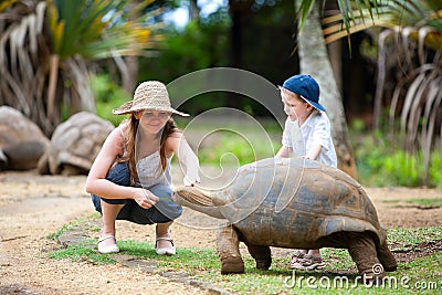 Feeding Giant Turtle Stock Photo