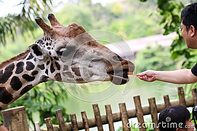 Feeding Giraffe Carrots in Zoo Editorial Stock Photo