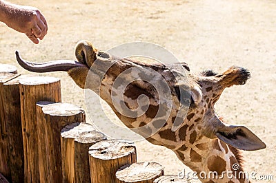 Feeding Giraffe Stock Photo