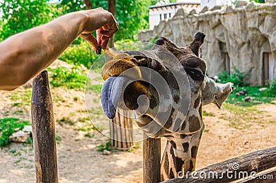 Feeding a Giraffe with Tongue Stock Photo