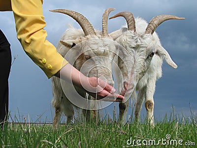 Feeding goats Stock Photo