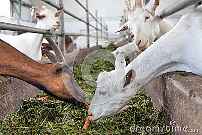 Feeding goats Stock Photo