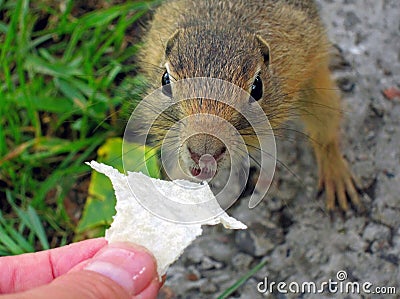 A feeding gophers Stock Photo