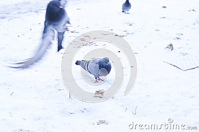 Feeding grey pigeons on the yard in winter Stock Photo