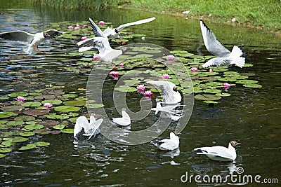 Feeding Gulls in A Pond Stock Photo