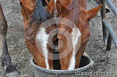 Feeding Horses Stock Photo