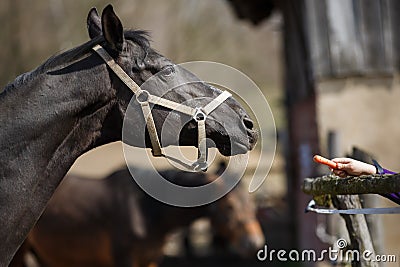 The feeding horses Stock Photo