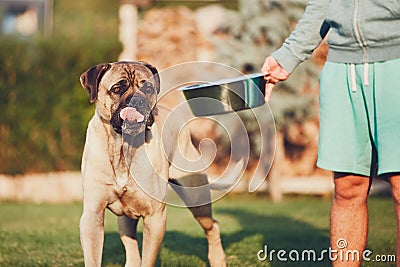 Feeding of the huge dog Stock Photo