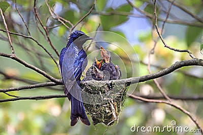 Purple chicks downloads