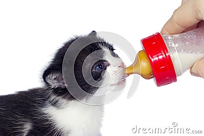 Feeding kitten with nipple isolated Stock Photo