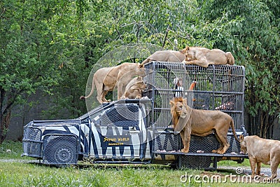 Feeding of Lion at Safari World Open Zoo in Bangkok, Thailand Editorial Stock Photo