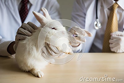 feeding medicine to sick white adorable rabbit Stock Photo