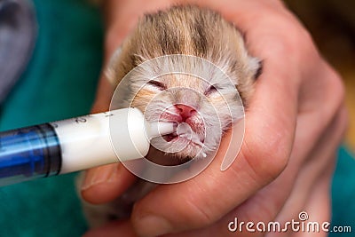 Feeding a newborn British kitten with a milk mixture from a syringe Stock Photo