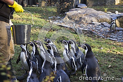 Feeding of the penguins. Penguin feeding time. Man feeding many penguin in zoo. Stock Photo