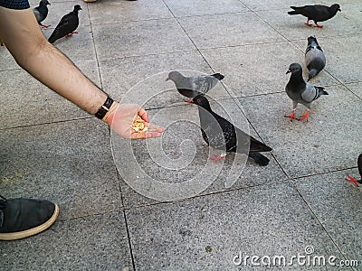 Feeding the pigeons at the park Stock Photo