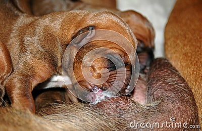 Feeding puppy Stock Photo