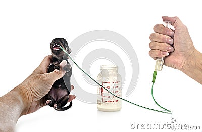 Feeding puppy chihuahua in studio Stock Photo