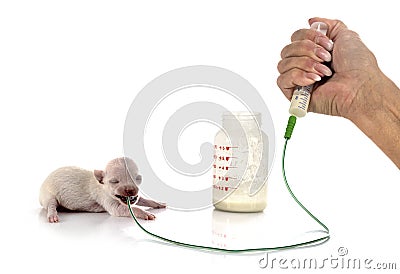 Feeding puppy chihuahua in studio Stock Photo