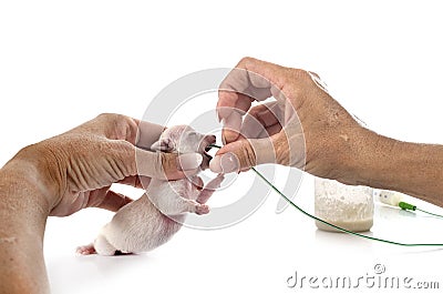 Feeding puppy chihuahua in studio Stock Photo
