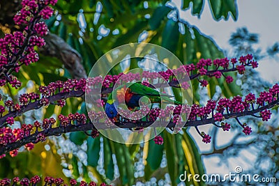 Feeding Rainbow Lorikeet Stock Photo