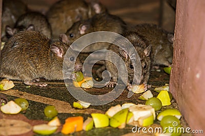 Feeding rats in Karni Mata temple Stock Photo