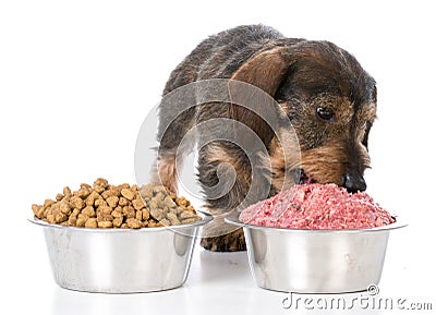 Feeding raw or kibble Stock Photo