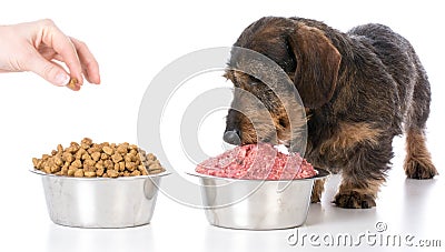 Feeding raw or kibble Stock Photo