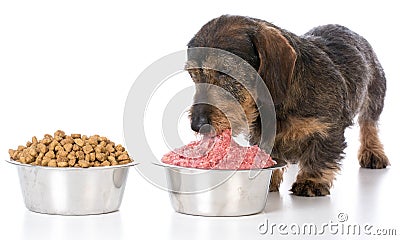 feeding raw or kibble Stock Photo