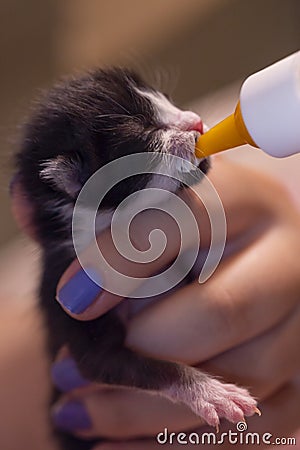 Feeding a rescued newborn kitten Stock Photo