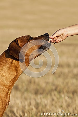 Feeding a Rhodesian Ridgeback dog Stock Photo