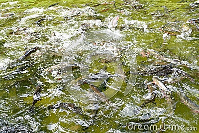 Feeding the salmon trouts cultured in trout farm reservoir, Germany. Stock Photo